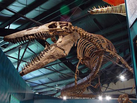 dinosaur museum america|Dinosaurs .